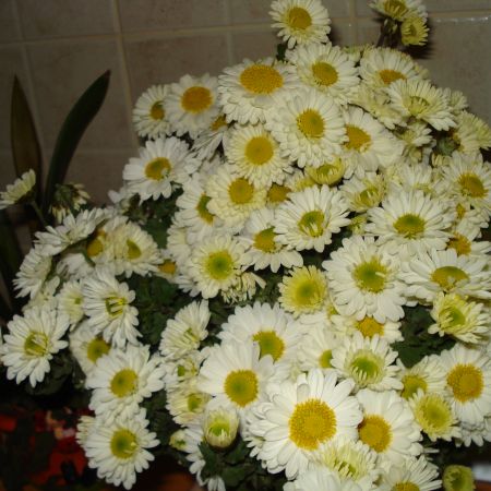 Floricele de toamna(mihaela)